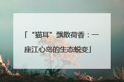 “猫耳”飘散荷香：一座江心岛的生态蜕变