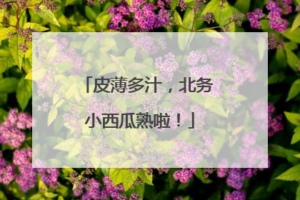 皮薄多汁，北务小西瓜熟啦！