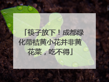 筷子放下！成都绿化带桔黄小花并非黄花菜，吃不得