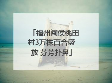 福州闽侯桃田村3万株百合盛放 芬芳扑鼻
