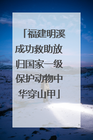 福建明溪成功救助放归国家一级保护动物中华穿山甲