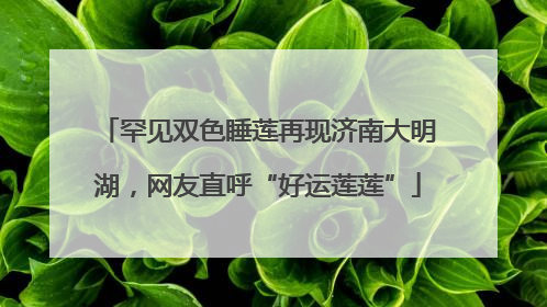罕见双色睡莲再现济南大明湖，网友直呼“好运莲莲”