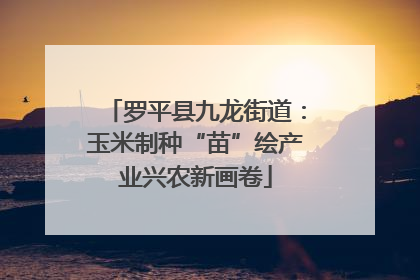 罗平县九龙街道：玉米制种“苗”绘产业兴农新画卷