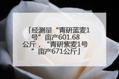 经测量“青研蓝麦1号”亩产601.68公斤，“青研紫麦1号”亩产671公斤
