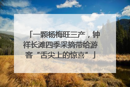 一颗杨梅旺三产，钟祥长滩四季采摘带给游客“舌尖上的惊喜”