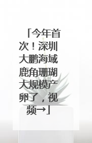 今年首次！深圳大鹏海域鹿角珊瑚大规模产卵了，视频→