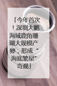 今年首次！深圳大鹏海域鹿角珊瑚大规模产卵，形成“海底繁星”奇观