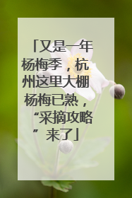 又是一年杨梅季，杭州这里大棚杨梅已熟，“采摘攻略”来了