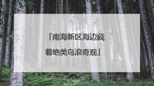 南海新区海边藏着绝美鸟浪奇观