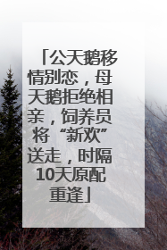 公天鹅移情别恋，母天鹅拒绝相亲，饲养员将“新欢”送走，时隔10天原配重逢