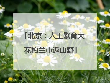 北京：人工繁育大花杓兰重返山野