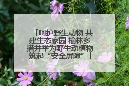 呵护野生动物 共建生态家园 榆林多措并举为野生动植物筑起“安全屏障”