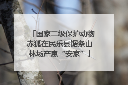 国家二级保护动物赤狐在民乐县锯条山林场产崽“安家”