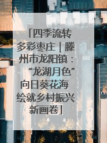 四季流转 多彩枣庄｜滕州市龙阳镇：“龙湖月色”向日葵花海 绘就乡村振兴新画卷
