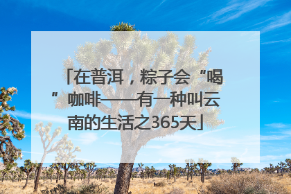 在普洱，粽子会“喝”咖啡——有一种叫云南的生活之365天