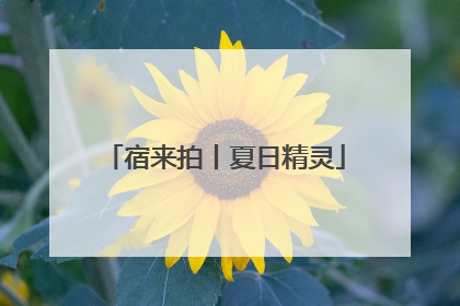 宿来拍丨夏日精灵