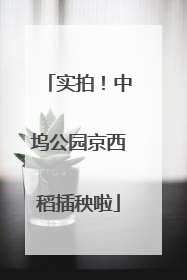 实拍！中坞公园京西稻插秧啦