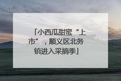小西瓜甜蜜“上市”，顺义区北务镇进入采摘季