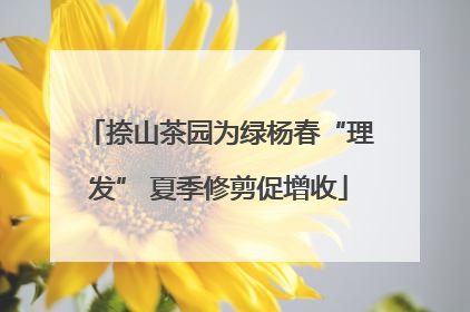 捺山茶园为绿杨春“理发” 夏季修剪促增收