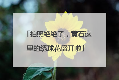 拍照绝绝子，黄石这里的绣球花盛开啦