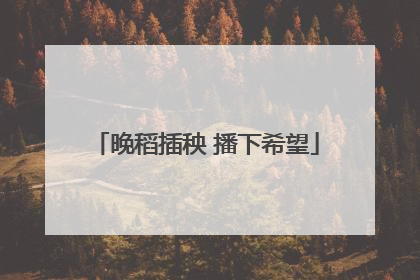晚稻插秧 播下希望