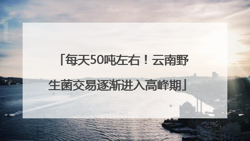每天50吨左右！云南野生菌交易逐渐进入高峰期