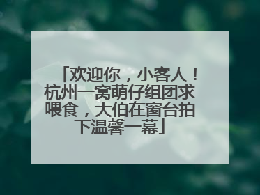 欢迎你，小客人！杭州一窝萌仔组团求喂食，大伯在窗台拍下温馨一幕