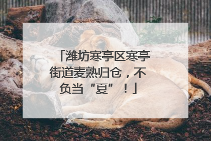 潍坊寒亭区寒亭街道麦熟归仓，不负当“夏”！
