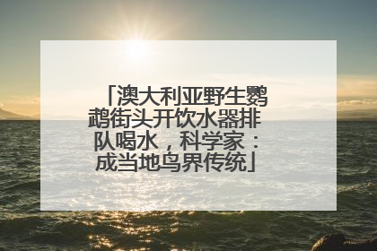 澳大利亚野生鹦鹉街头开饮水器排队喝水，科学家：成当地鸟界传统