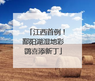 江西首例！鄱阳湖湿地彩鹮喜添新丁