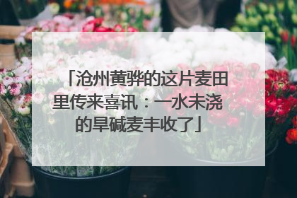 沧州黄骅的这片麦田里传来喜讯：一水未浇的旱碱麦丰收了
