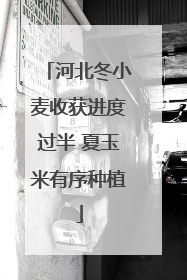 河北冬小麦收获进度过半 夏玉米有序种植