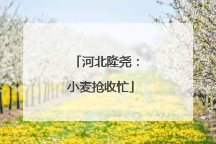 河北隆尧：小麦抢收忙