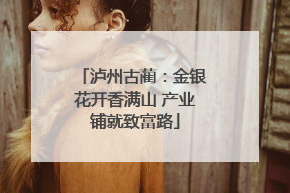 泸州古蔺：金银花开香满山 产业铺就致富路