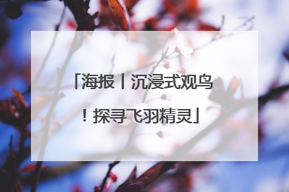 海报丨沉浸式观鸟！探寻飞羽精灵
