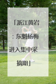浙江黄岩：东魁杨梅进入集中采摘期