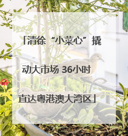 清徐“小菜心”撬动大市场 36小时直达粤港澳大湾区