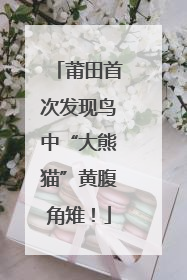 莆田首次发现鸟中“大熊猫”黄腹角雉！