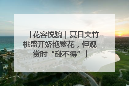 花容悦貌｜夏日夹竹桃盛开娇艳繁花，但观赏时“碰不得”