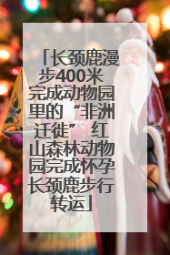 长颈鹿漫步400米完成动物园里的“非洲迁徙” 红山森林动物园完成怀孕长颈鹿步行转运
